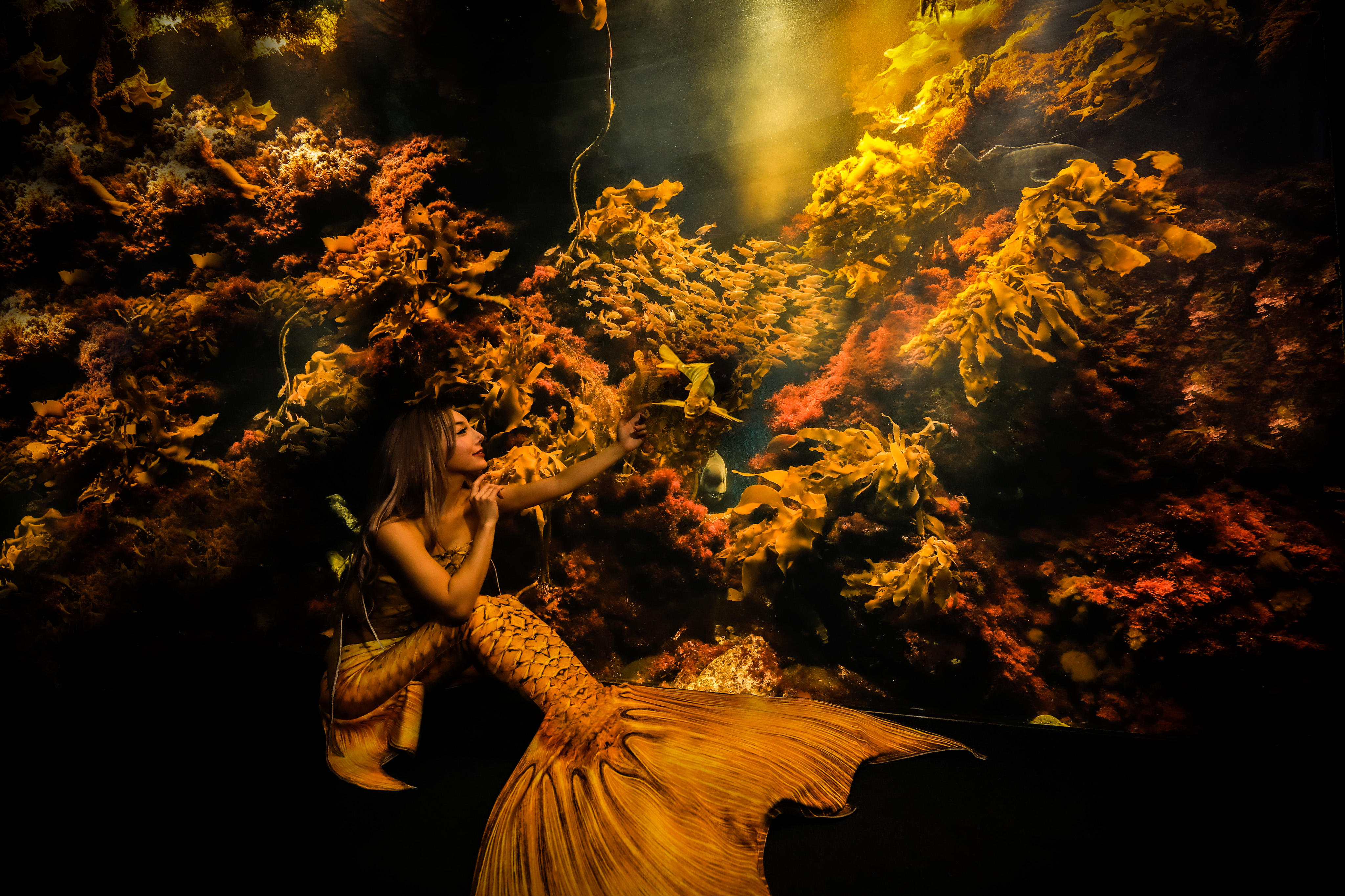 aquarium yellow mermaid