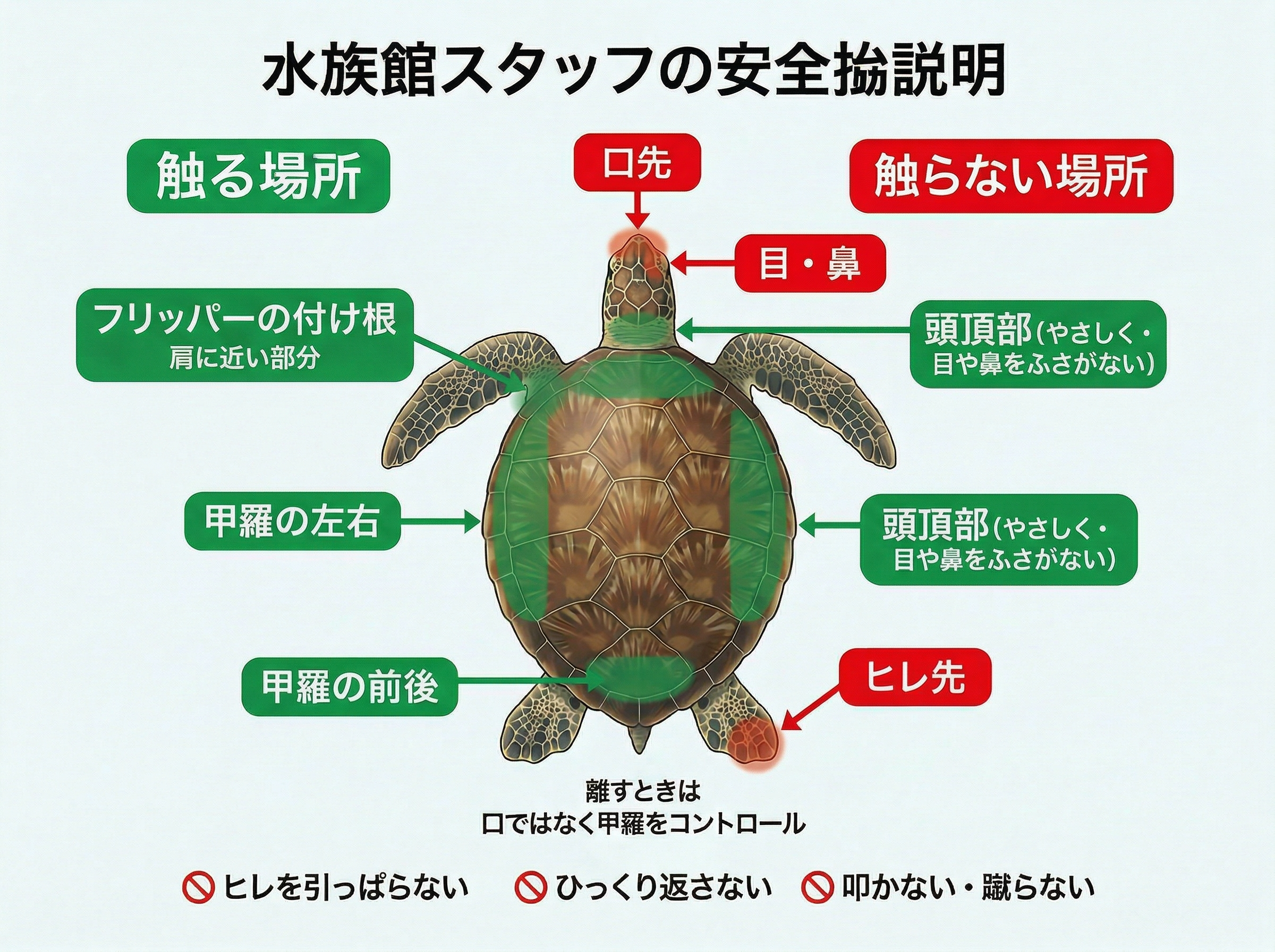 マーメイドショー水槽内における亀対応 安全マニュアル - マーメイド